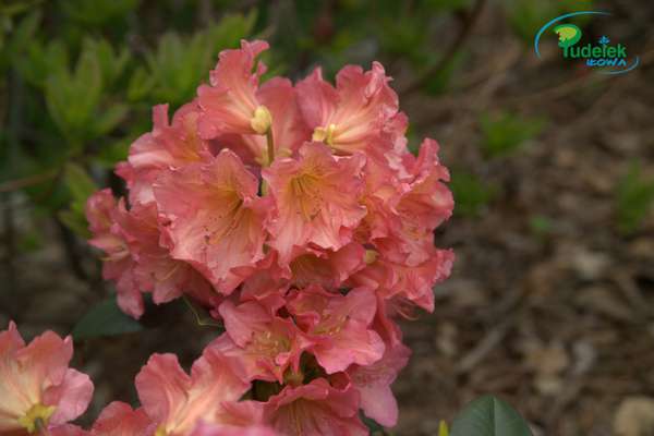 Rhododendron Fluidum